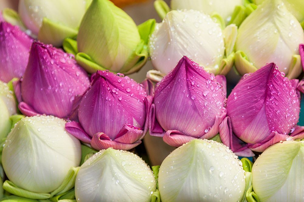 Chiang Mai- Thailand. Purple and white lotus flowers. art print by Tom Haseltine for $57.95 CAD